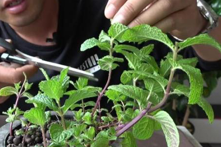 薄荷开花结果吗，花后怎么处理？