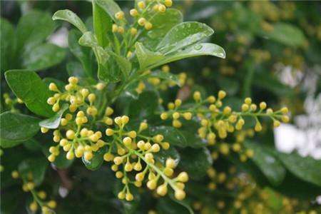 桂花开花时间是几月，花期和花后怎么种植护？