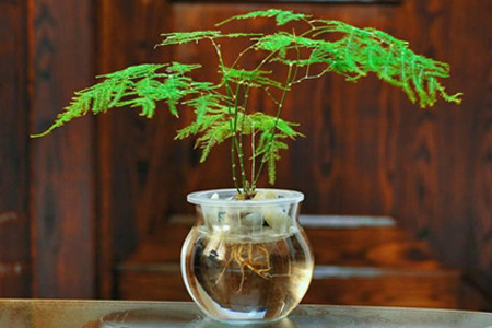哪些植物可以水培
