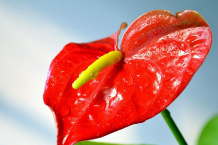 红掌怎么种植才能开花，花后怎么处理？