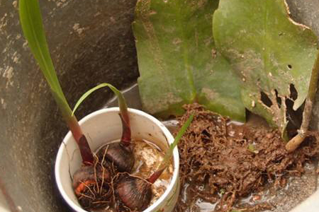 昙花什么季节换盆