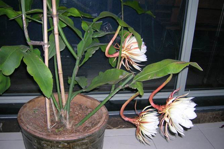 昙花什么季节换盆