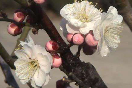 梅花在什么季节开放，花后怎么种植护？