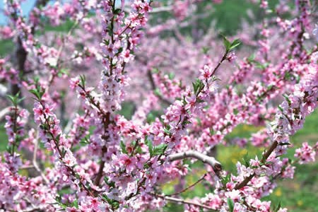 梅花在什么季节开放，花后怎么种植护？