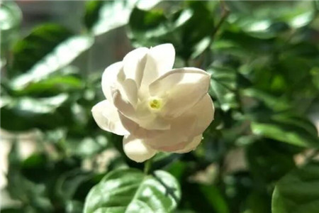 茉莉花怎么种植
