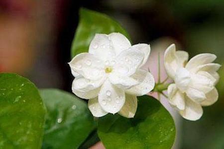 茉莉花怎么种植