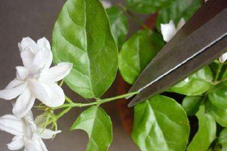 茉莉花怎么种植