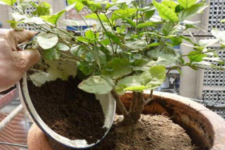 茉莉叶子发黄解决办法