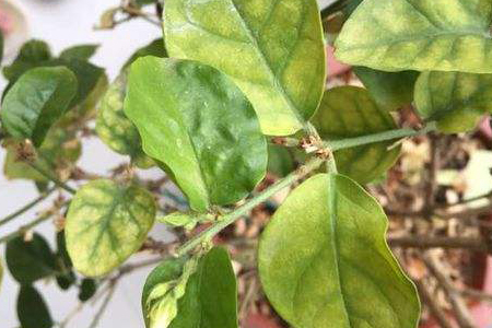 茉莉叶子发黄解决办法