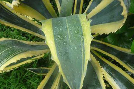 龙舌兰怎么种植