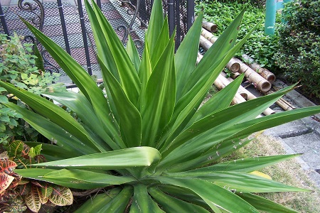 龙舌兰怎么种植