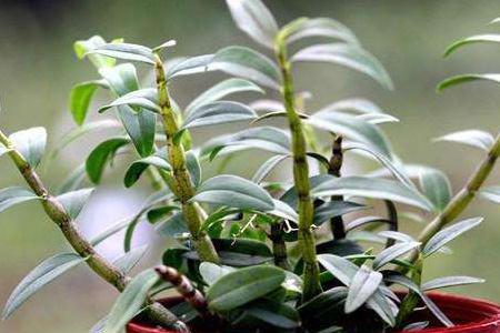 石斛的养殖办法和注意些什么