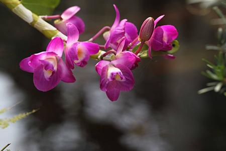 石斛兰能放室内吗