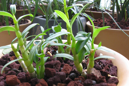 石斛兰能放室内吗