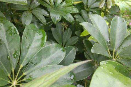 鸭掌木叶子发黄解决办法