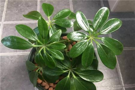 鸭掌木叶子发黄解决办法