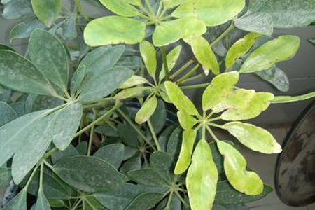 鸭掌木叶子发黄解决办法