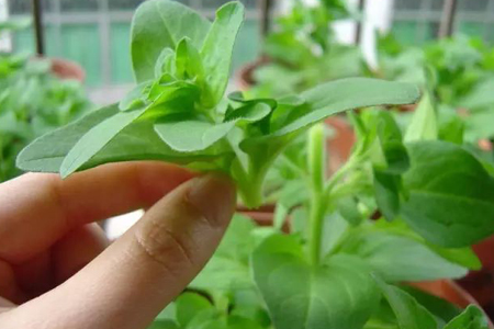 长寿花长高了解决办法