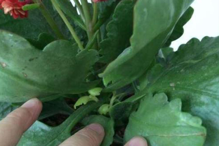 长寿花长高了解决办法