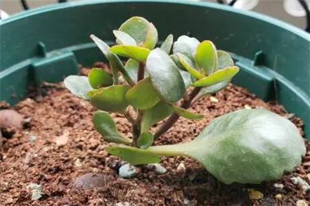 长寿花扦插后怎么样管理