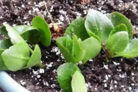 长寿花扦插后怎么样管理