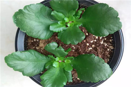 长寿花扦插后怎么样管理