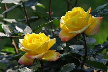 月季的养殖办法和注意些什么