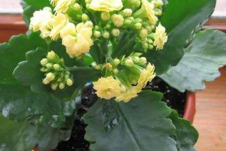 长寿花怎么种植才能爆盆