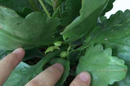 长寿花怎么种植才能爆盆