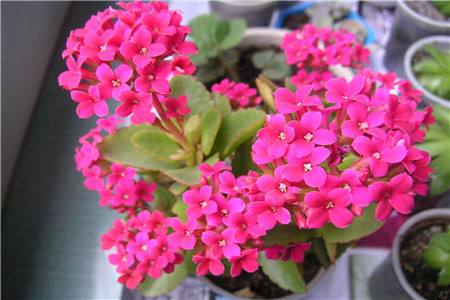 长寿花怎么快速开花