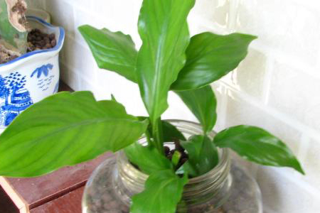 白掌烂根解决办法