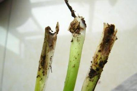 白掌烂根解决办法