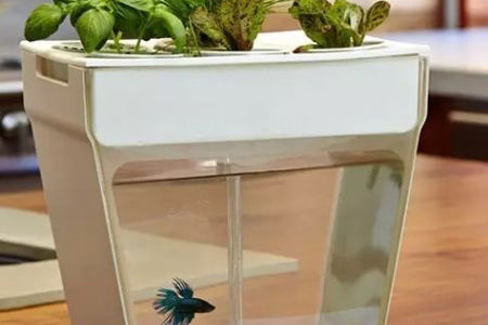 水培植物能不可以和鱼一块养