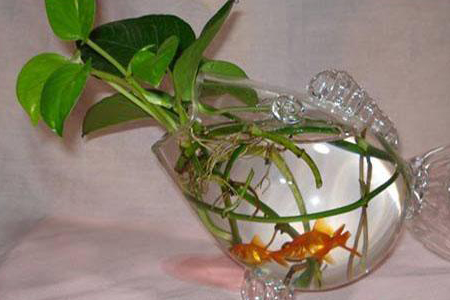 水培植物能不可以和鱼一块养