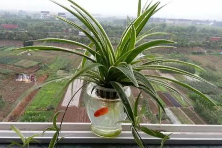 水培植物能不可以和鱼一块养