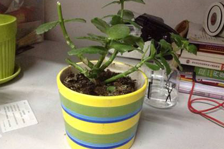 长寿花开完花后解决办法