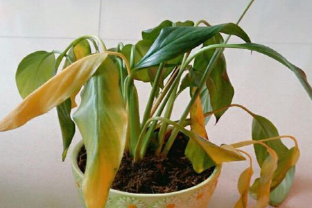 白掌叶子蔫了解决办法