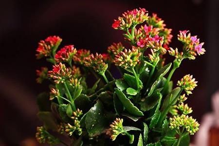 长寿花叶子发黄解决办法