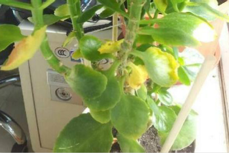 长寿花叶子发黄解决办法