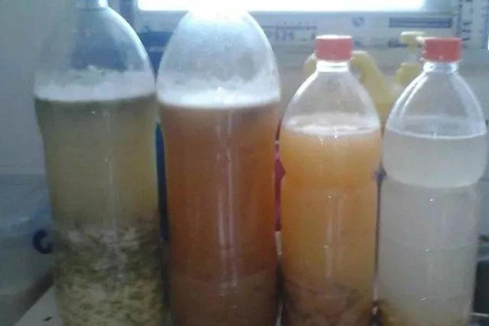 金钱树可以浇淘米水吗