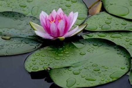 莲花的养殖办法和注意些什么