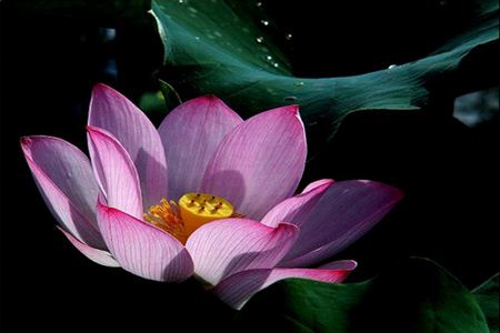 莲花的养殖办法和注意些什么