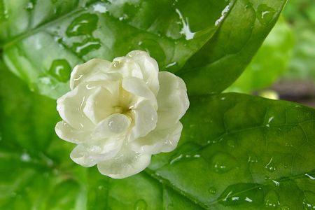 茉莉花的养殖办法