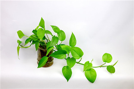 适合孩子养的植物有哪些