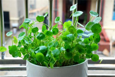 适合孩子养的植物有哪些