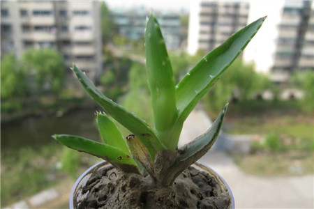 适合孩子养的植物有哪些