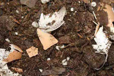 吊兰为什么需要放鸡蛋壳，施什么肥能更旺盛？