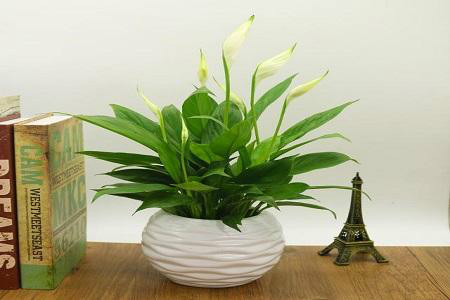 白掌可以放在卧室吗