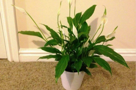 白掌可以放在卧室吗