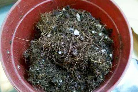 栀子花盆栽的养殖办法